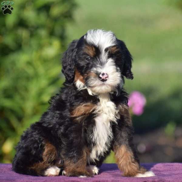 Eddie, Mini Bernedoodle Puppy